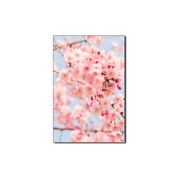 Obraz na plátně - Třešňový květ - obdélník